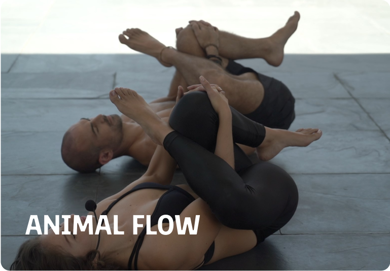 animal-flow